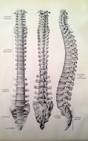 Скелет человека позвоночник сзади
