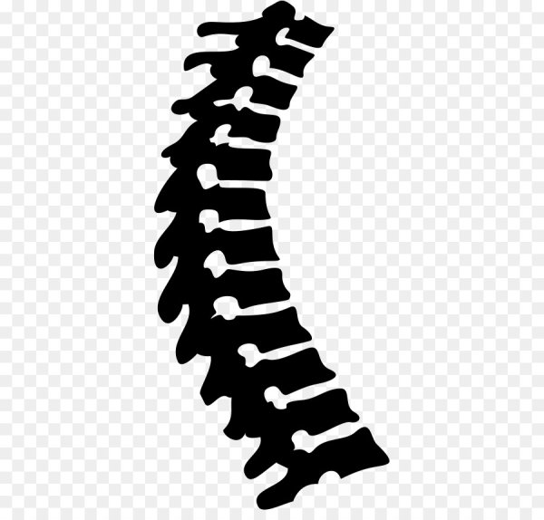 Эскиз на позвоночник