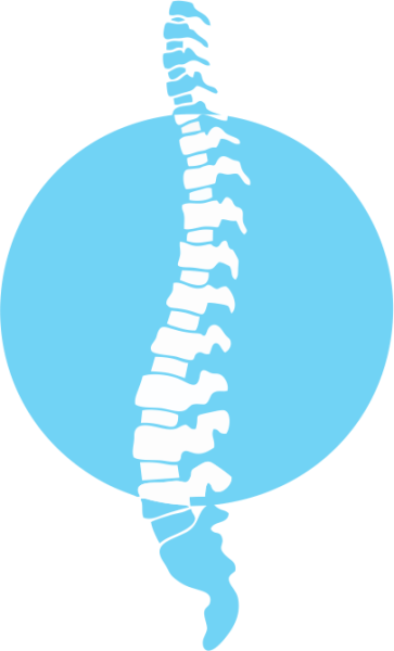 Строение позвоночника человека сбоку