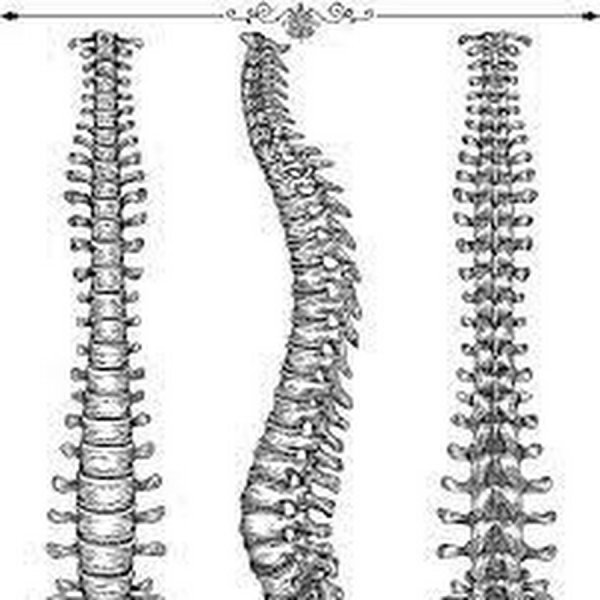 Скелет позвоночного столба отделы