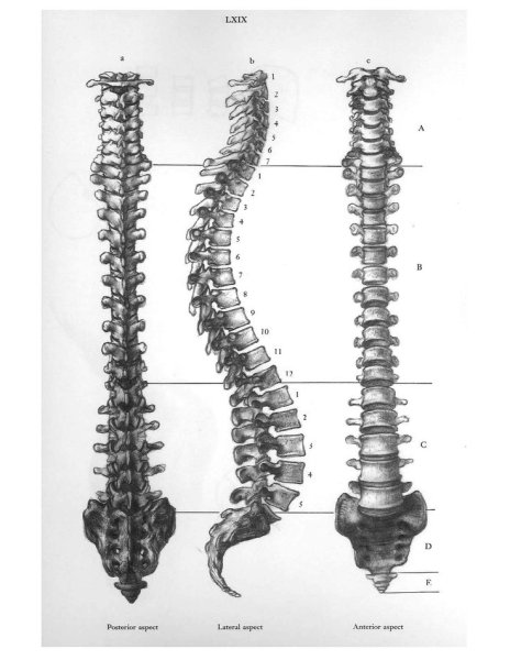 Позвоночник на белом фоне