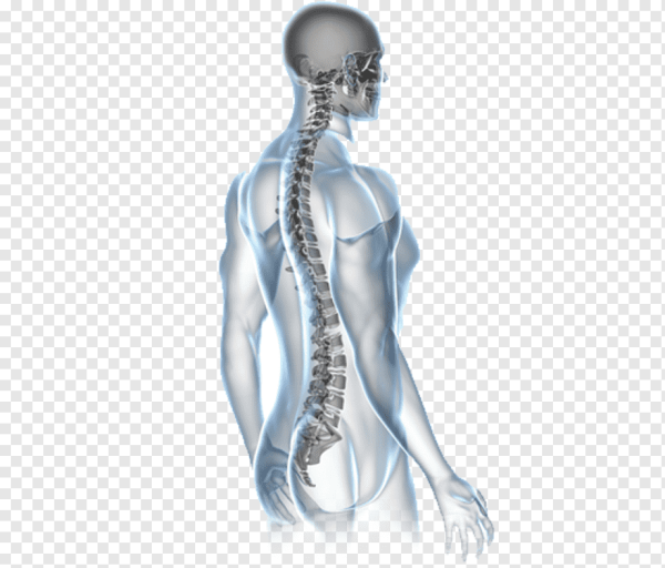 Скелет поясницы человека сзади