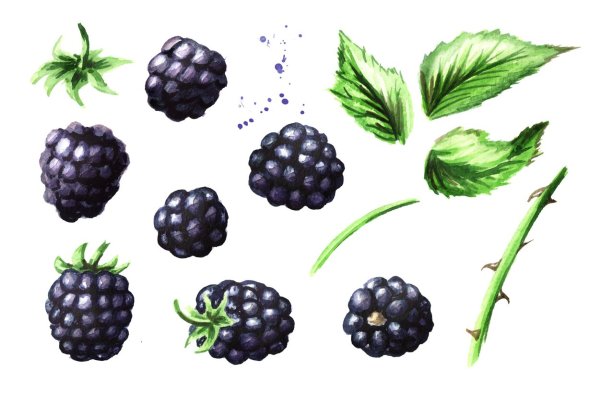 Ежевика narisovat