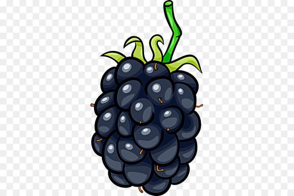 Ежевика вектор