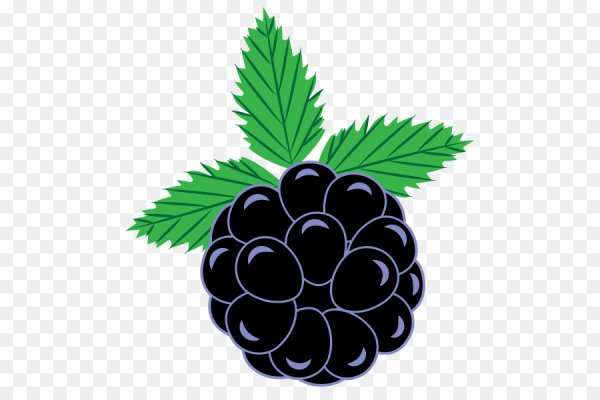 Ежевика Векторная Графика