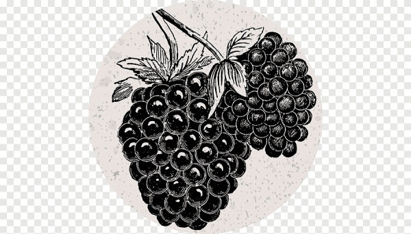 Ежевика иллюстрация