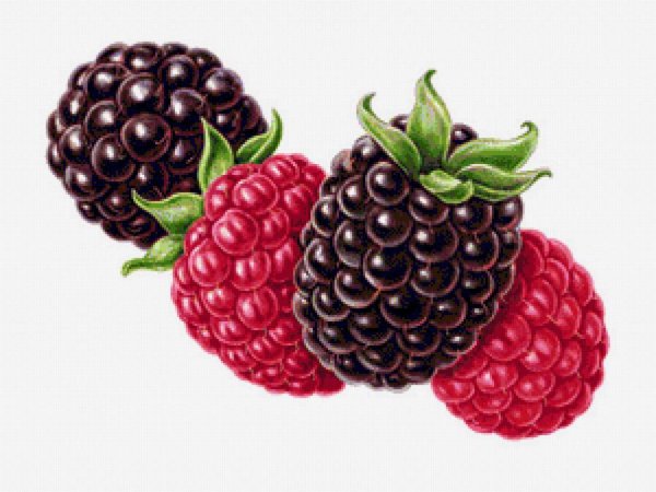 Малина и ежевика