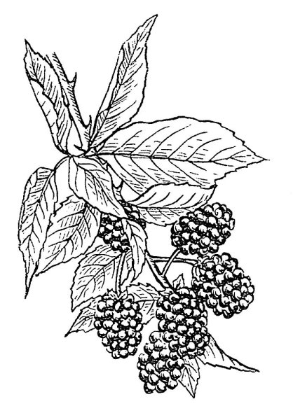 Ежевика лоза