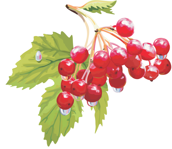 Калинка ягода