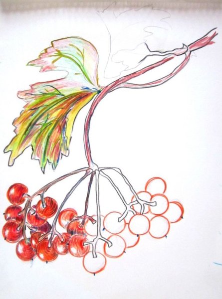 Калина рисунок