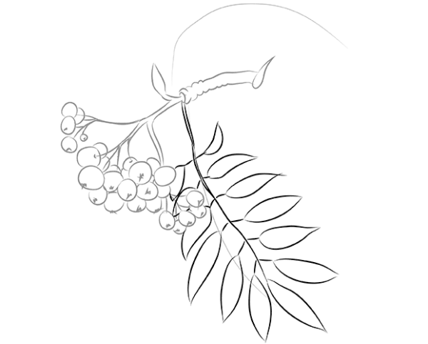 Ветка рябины карандашом