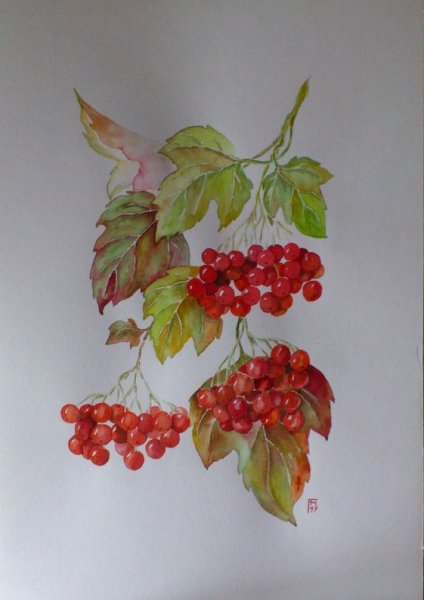 Калина акварель