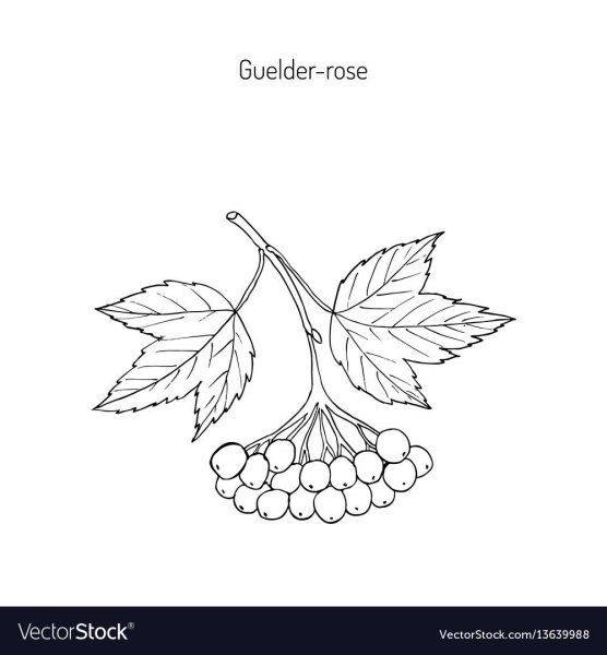 Ветка калины раскраска