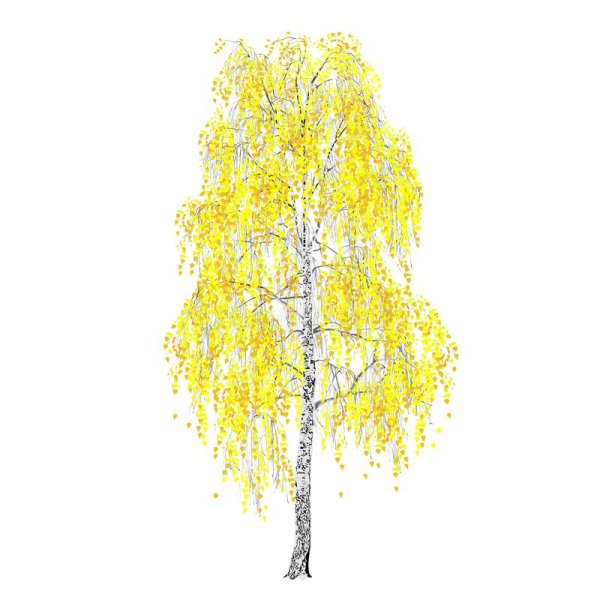 Осенняя береза