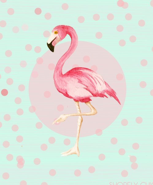 Фламинго иллюстрация