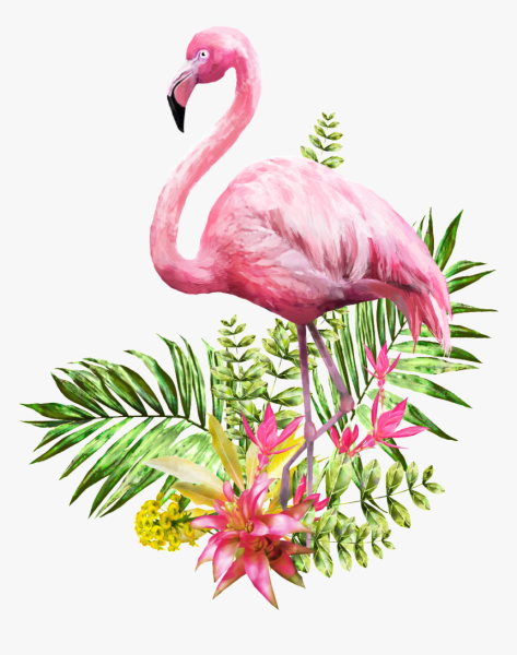 Фламинго на белом фоне