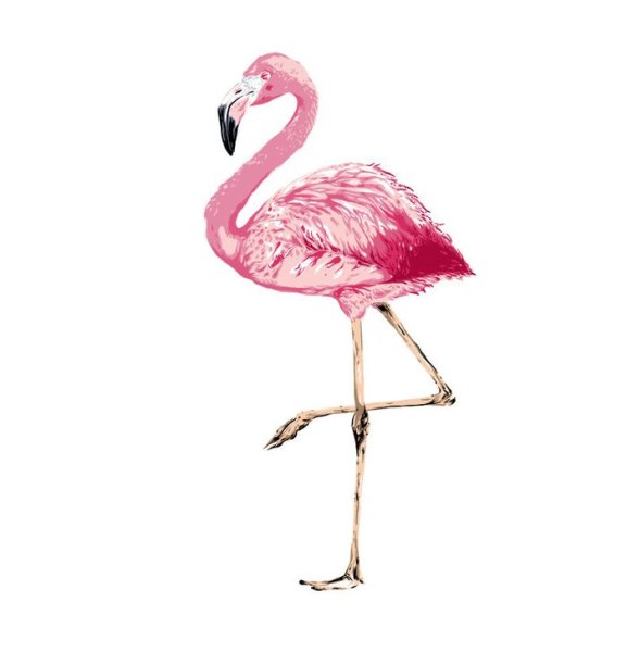 Фламинго в полный рост