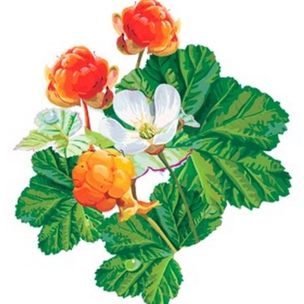 Морошка ягода