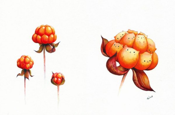 Морошка ягода акварель