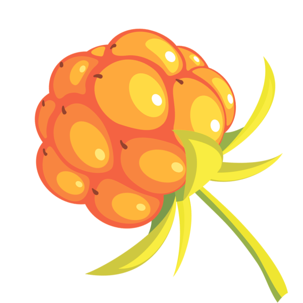 Морошка ягода вектор