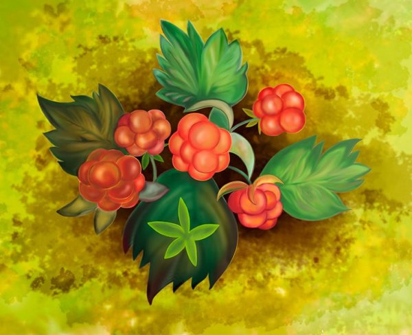 Морошка ягода акварель