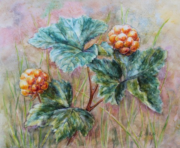 Морошка ботаника