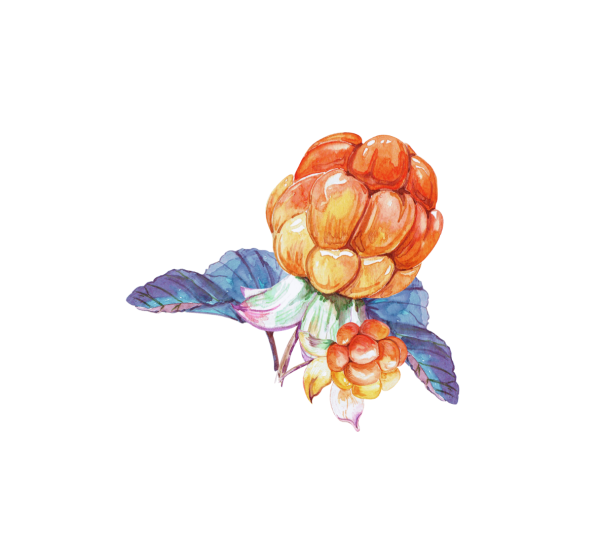 Морошка Ботаническая иллюстрация