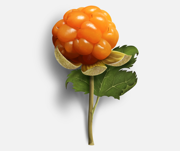 Морошка ягода