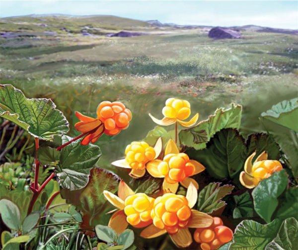 Морошка акварель