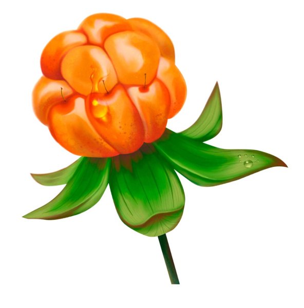 Морошка ягода вектор