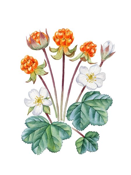 Морошка Ботаническая иллюстрация