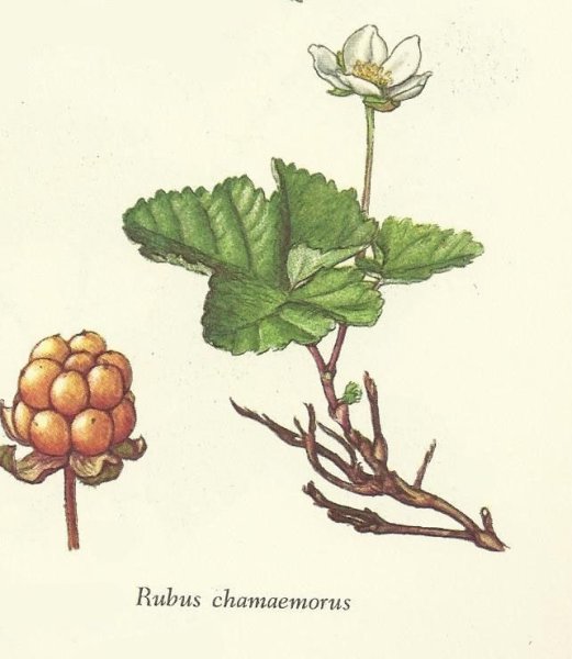 Морошка Ботаническая иллюстрация