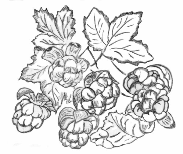 Морошка раскраска