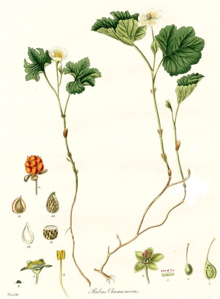 Корень морошки