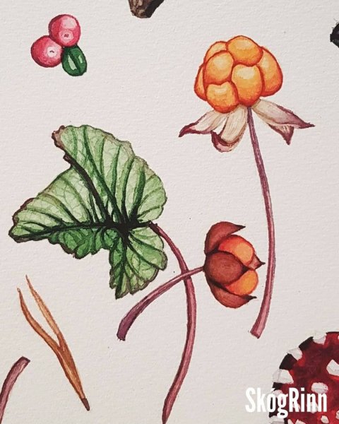 Морошка Ботаническая иллюстрация