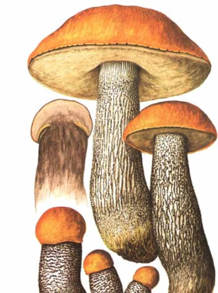 Подосиновик красно-бурый