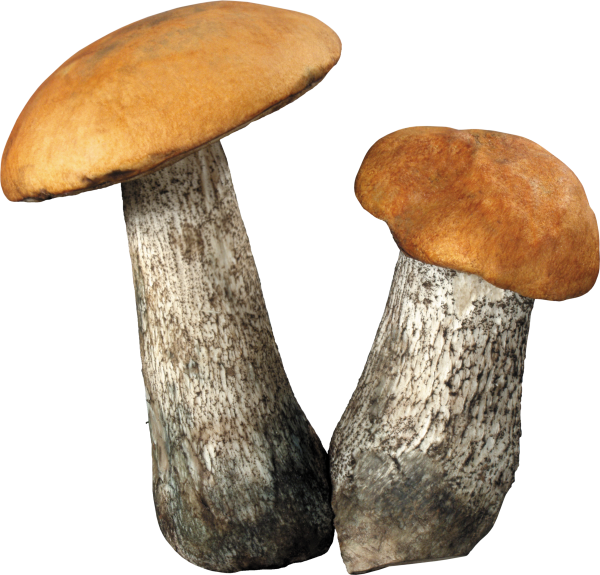 Гриб подберезовик на белом фоне