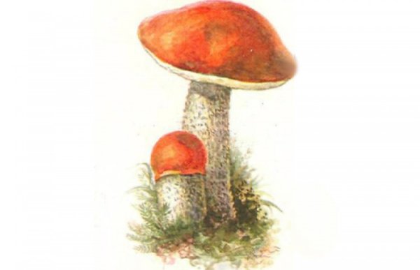 Гриб подосиновик для детей