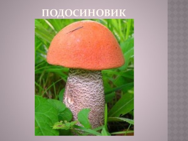 Подосиновик гриб детский