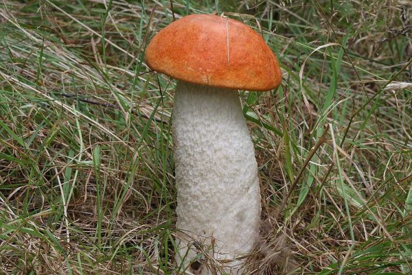 Подосиновик гриб