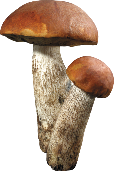 Подберезовик гриб для детей