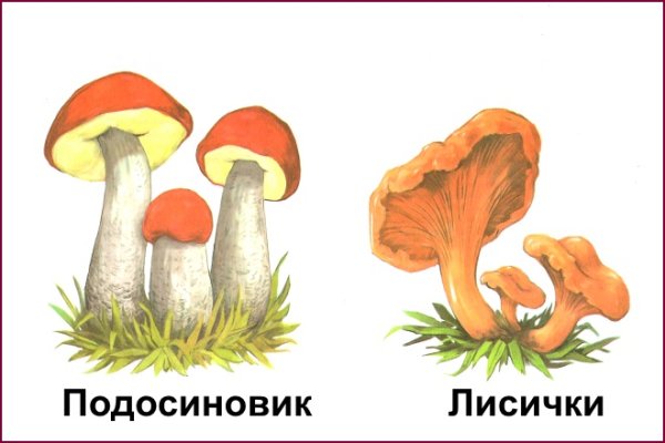 Гриб подосиновик для детей в детском саду