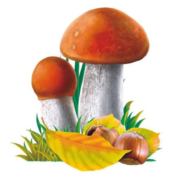 Гриб подосиновик для детей