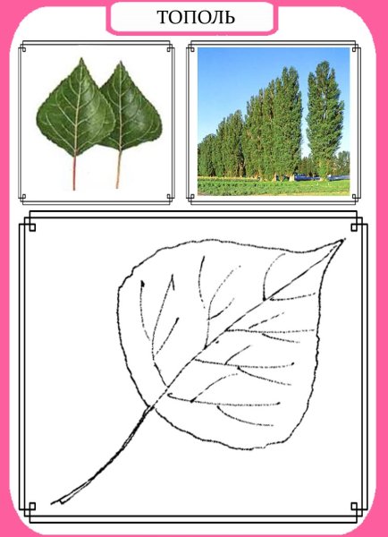 Строение листа тополя