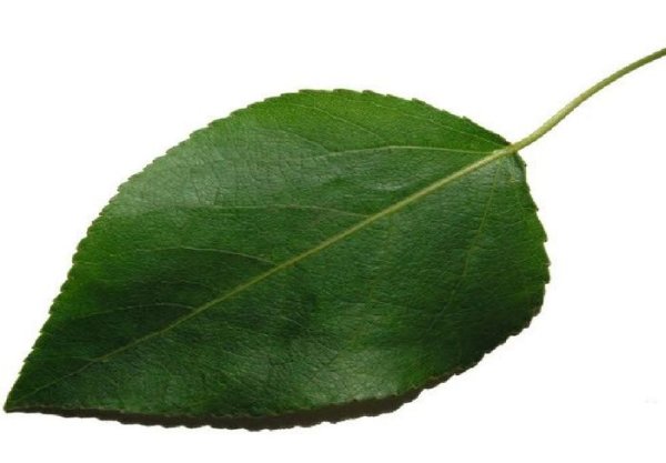 Тополиный лист