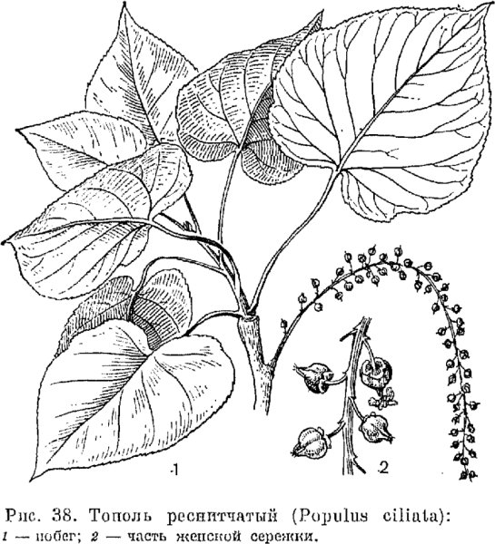 Семейство ивовые Тополь