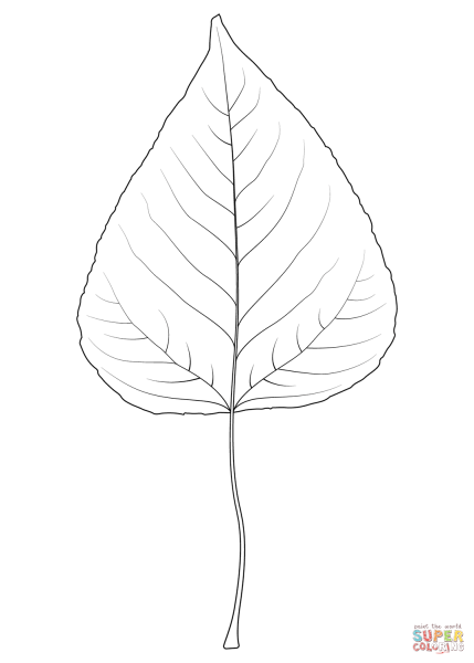 Лист тополя контур