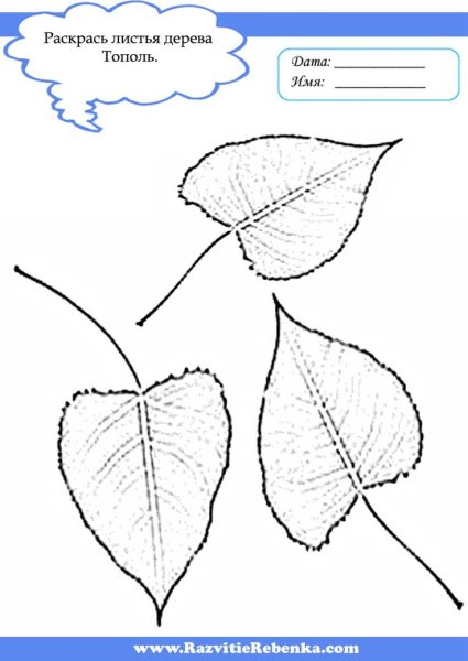 Лист тополя раскраска