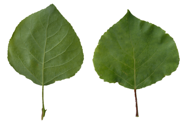 Листочки тополя