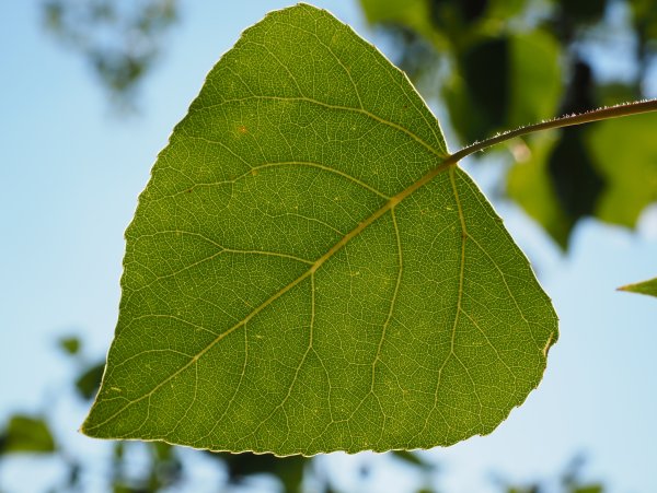 Populus nigra лист
